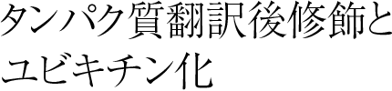 タンパク質翻訳後修飾とユビキチン化